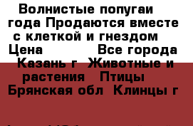 Волнистые попугаи, 2 года.Продаются вместе с клеткой и гнездом. › Цена ­ 2 800 - Все города, Казань г. Животные и растения » Птицы   . Брянская обл.,Клинцы г.